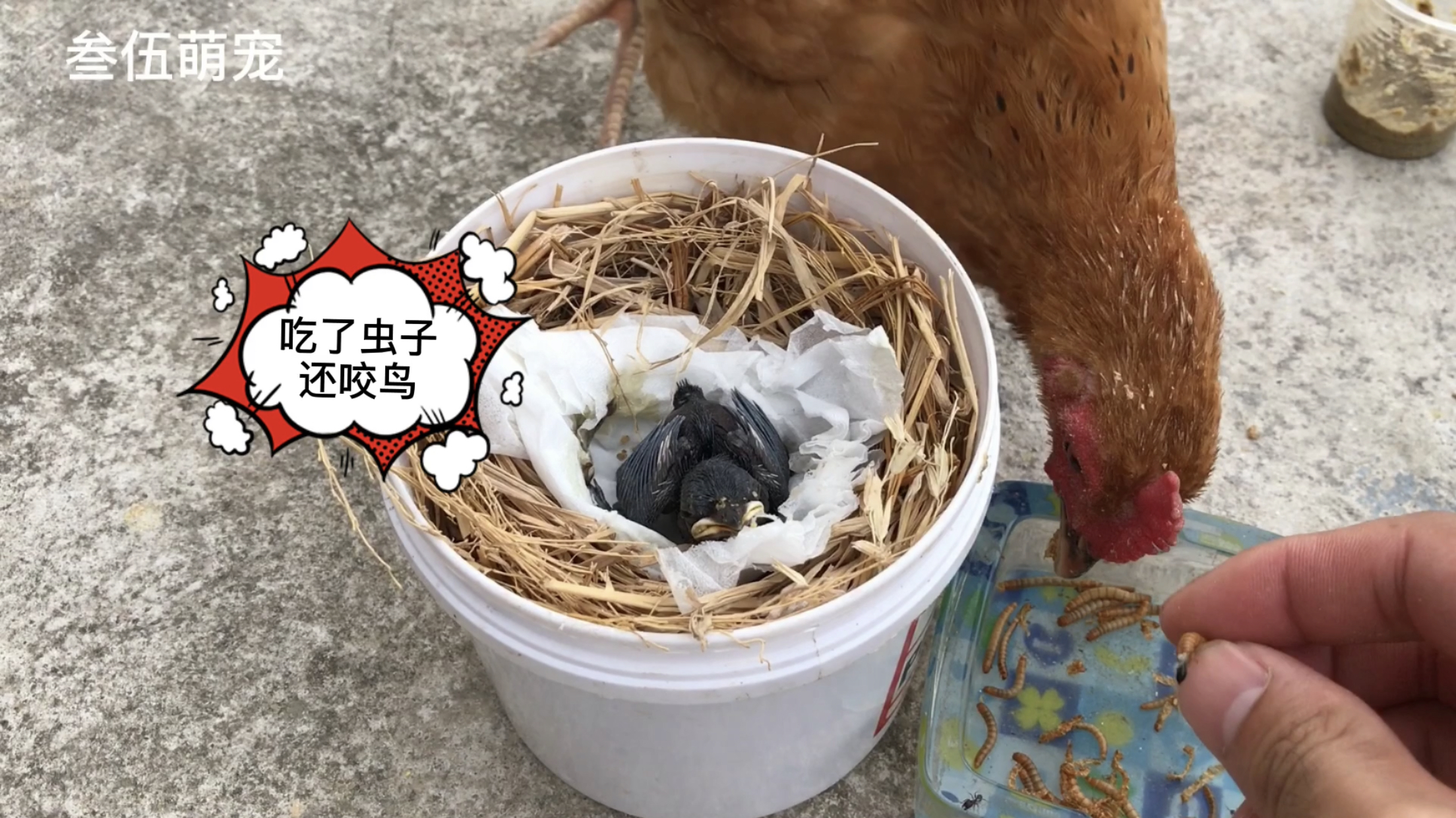 这小鸡太不厚道了,吃了我的虫子还咬我的小鸟,红烧好还是煲汤好