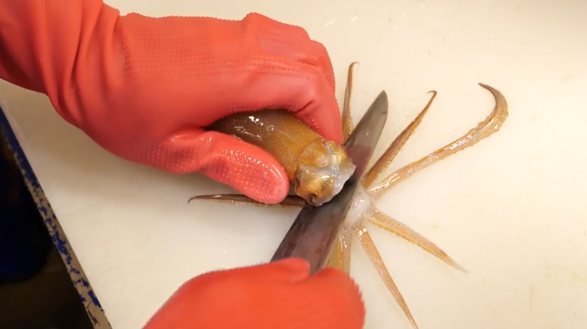 日本人吃鱿鱼比韩国人还狠,快刀生切,还没死透,就切成刺身上桌