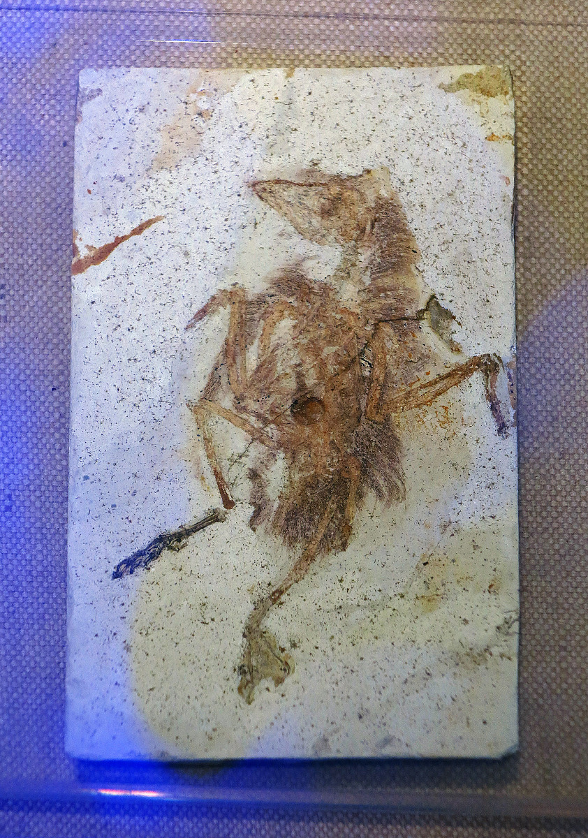 白垩纪研究期刊：促进白垩纪地球科学研究的平台