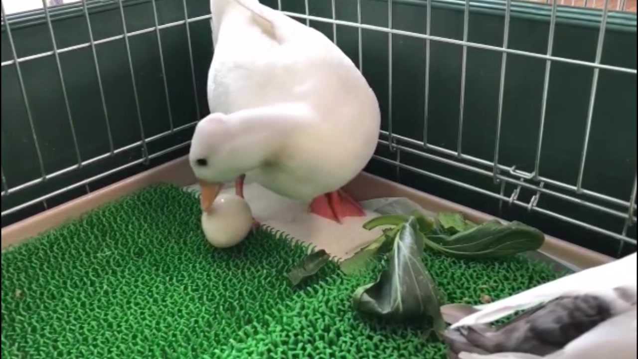 鸭子看到自己的蛋后,慢慢地把它放在自己的肚子下,这是要孵蛋吗
