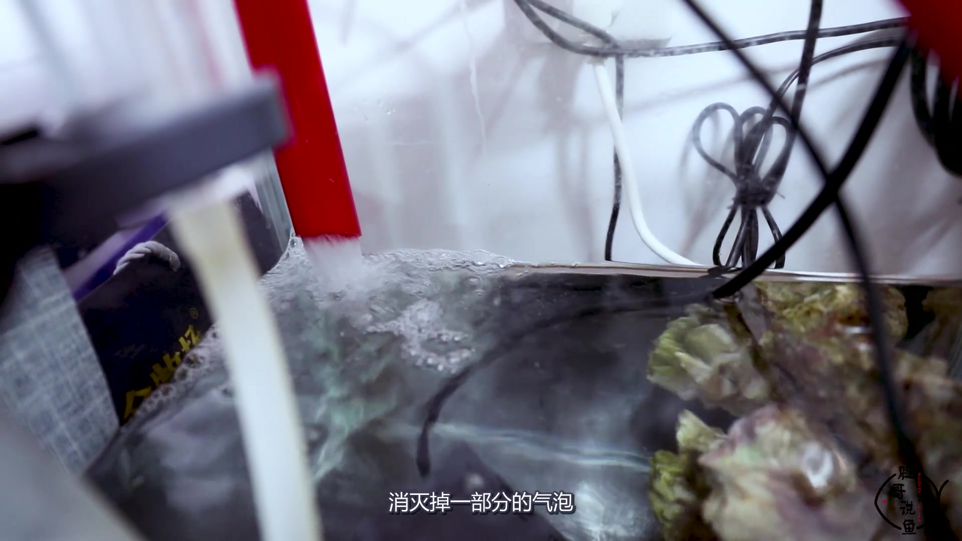 鱼缸不合适还要再买?看腿哥如何把不合适的背滤缸改造成底滤缸!