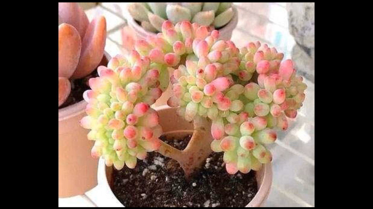 彩铅植物多肉的画法