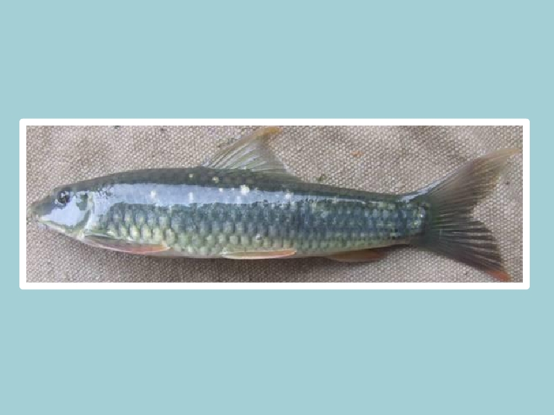 华鲮:属鲤形目,鲤科,野鲮亚科,华鲮属