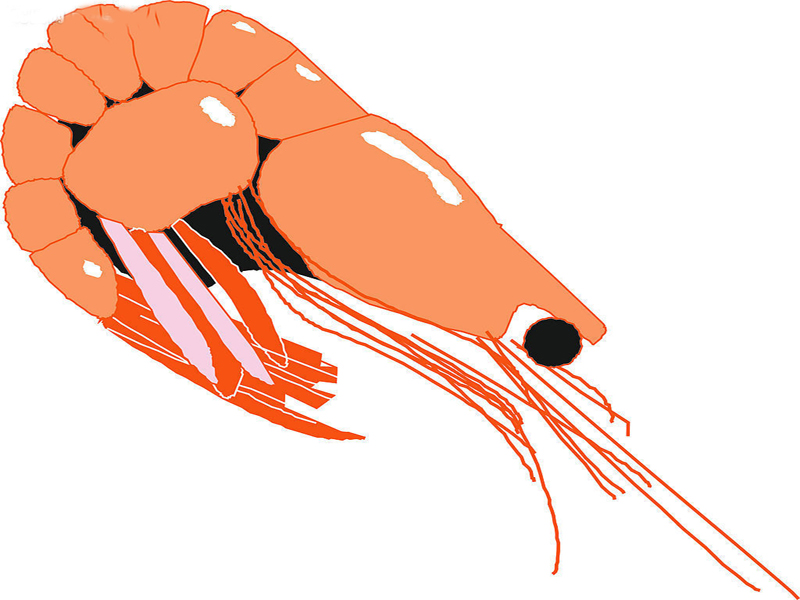 凹管鞭虾:体长60-110mm