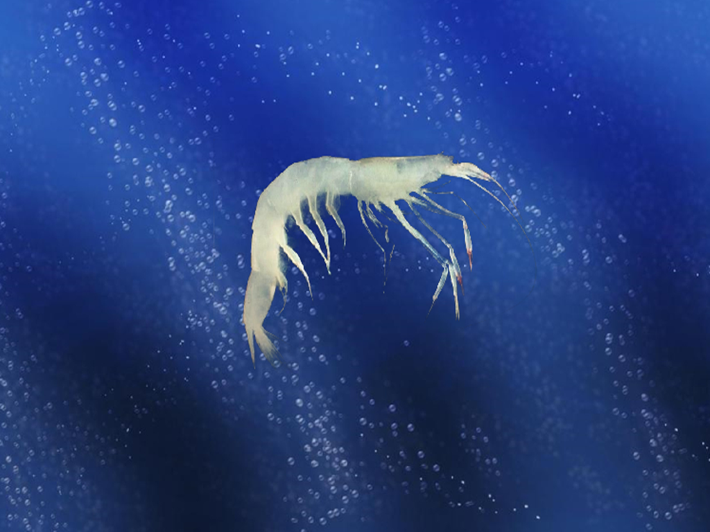 玻璃虾:通体晶莹剔透