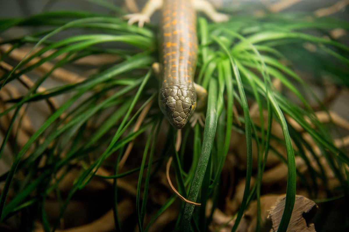 胃癌术后早期康复指导护理支持: 一项随机对照试验