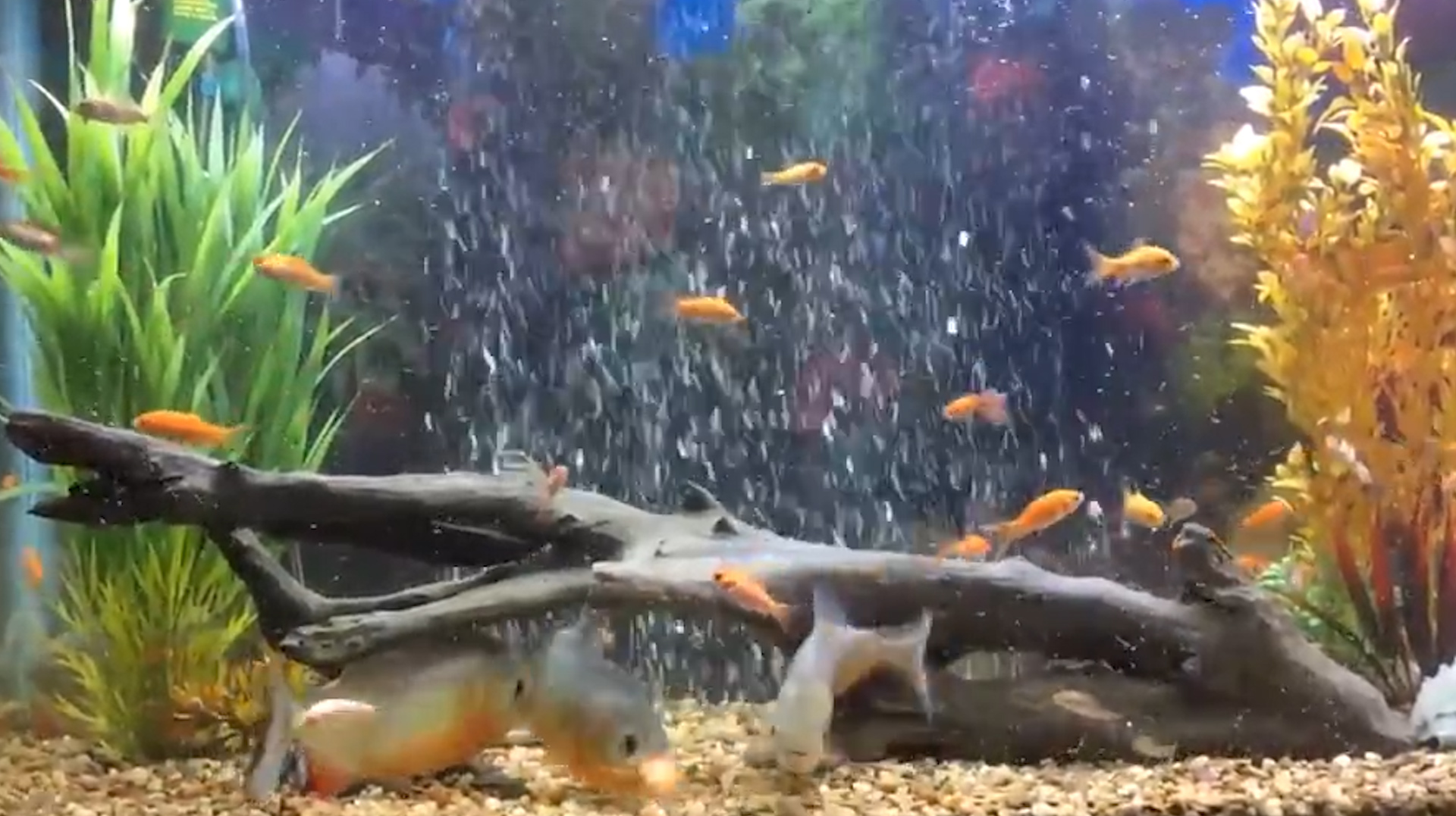 老外把食人鱼饿10天,然后放进一只电鳗,镜头记录意外画面