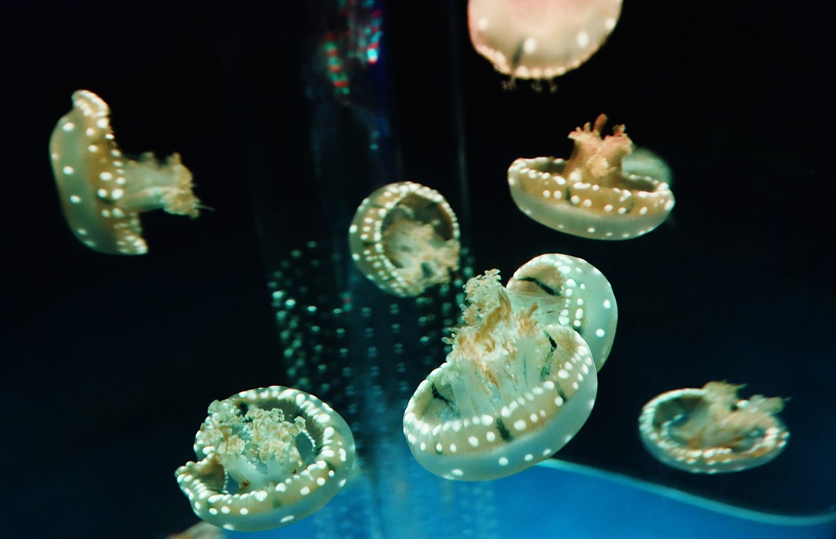 海蜇是水母吗？揭秘海洋中两种神奇生物