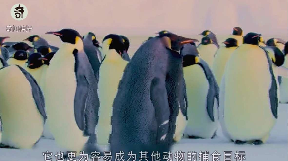 基因为它们带来的染色包,全身乌黑的皇帝企鹅,粉嫩色的蚂蚱