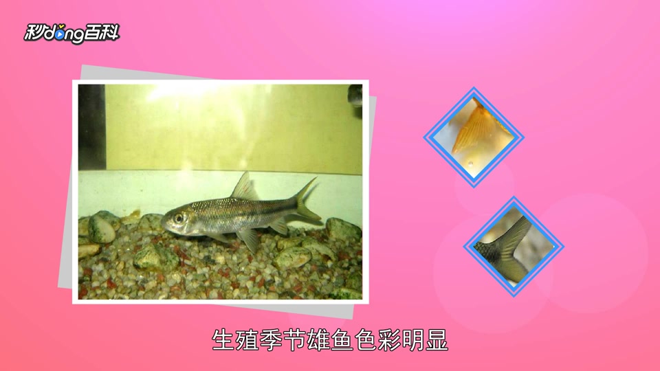 原来螭霖鱼长这样