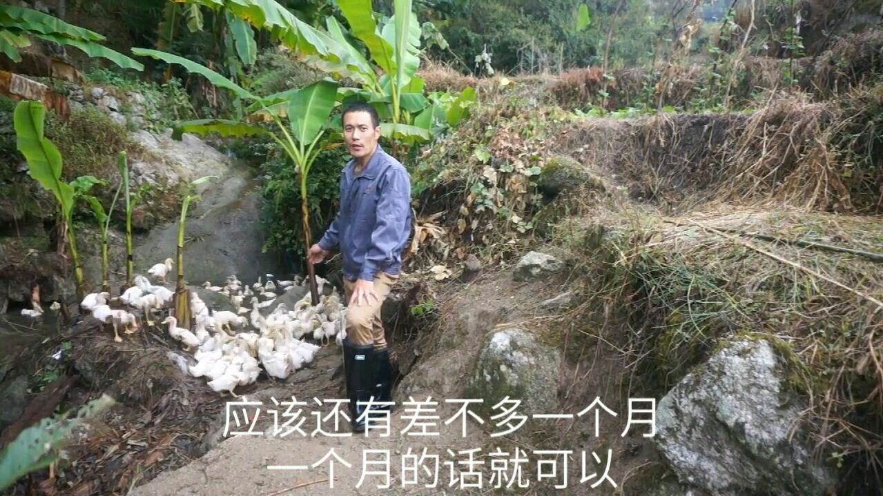 小伙去养殖区给小鸭子送吃的,一天三大桶,小鸭长的可真快