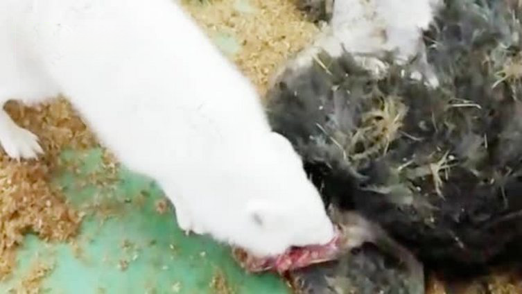 【长沙一室内动物园大量动物死亡:部分被饿死,有动物开始啃食尸体】长沙一家商场内的室内动物园