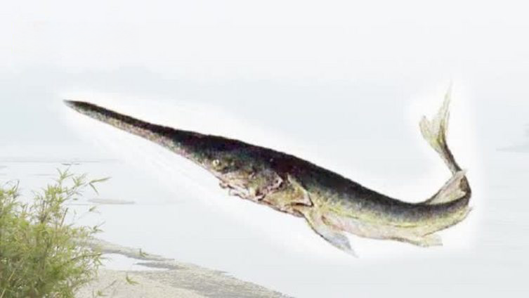 【目击者回忆最后的长江白鲟:伤口缝24针,腹中有卵,被救放生游50米回游好似在致谢】近日,