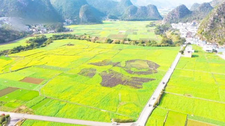  【北方看雪南方赏花!贵州村寨油菜花地种福字,景色美如画】12月29日,贵州兴义。航拍布依