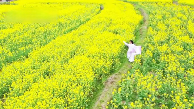 【山野尽染金黄色!河南商城县油菜花美翻了】近日,河南省信阳市商城县金刚台镇迎来了一年中的“