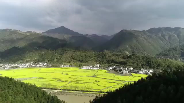 【千亩油菜花种出八骏图】春风吹暖花田,湖南怀化溆浦县北斗溪镇坪溪村的村民们在千亩油菜花地里