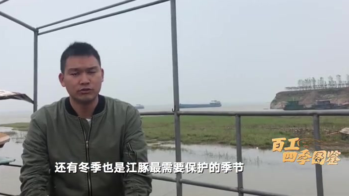 【洞庭湖上的江豚保镖:从猎鱼者变成守护者】3-5月份是江豚繁殖及洄游的季节,也是“江豚保镖