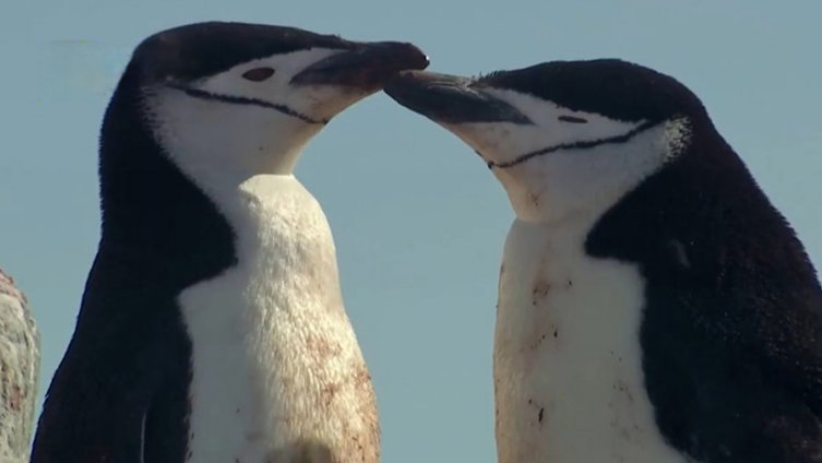【气候危机!最高温18.3℃,南极帽带企鹅减少77%】经科学家勘测发现,南极洲帽带企鹅数量