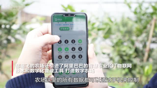 【游戏变现实!开心农场创始人建真农场,专门种植鸡尾柚】还记得10年前风靡一时让全民参与“偷