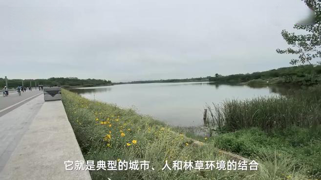 【成都爆料 万万没想到,成都市内竟藏着这样一座鸟岛】鸟岛,原本不过是成都市青龙湖湿地公园内