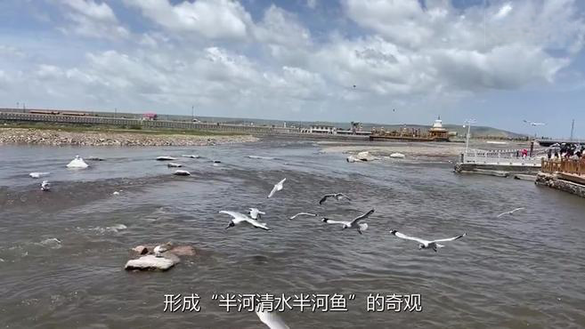 #晚安#【逆流而上!感受青海湖湟鱼洄游奇观】目前,正值我国最大的内陆咸水湖——青海湖一年一