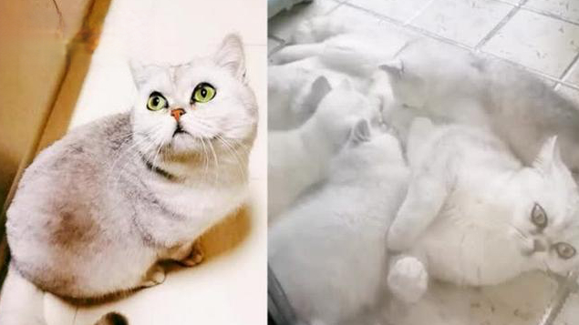 【主人一家感染新冠 猫咪独自生活40天:生4只小猫自己坐月子】湖北武汉,过年前,猫咪乐乐的