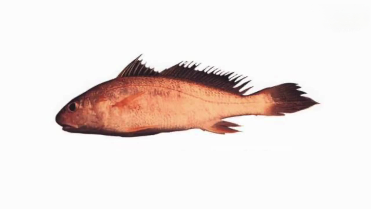 【浙江宁波一批进口冻杜氏叫姑鱼包装样品阳性 经阻断未流入国内市场】1月26日,宁波市冷链食