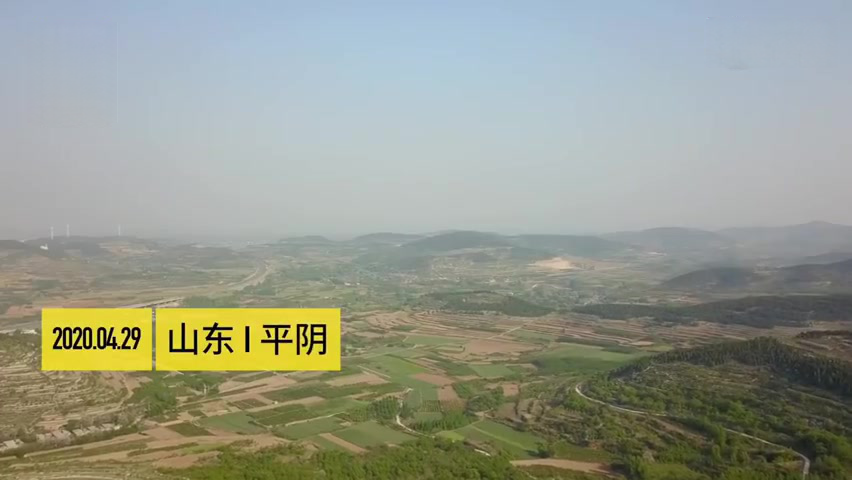 【神奇的玫瑰祖先!深山石缝千年玫瑰开花:花瓣黏糊糊,游客发现后每年上山“找感觉”】山东平阴