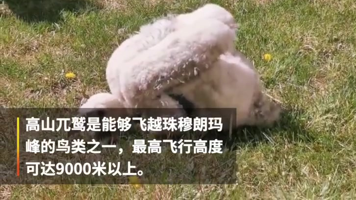 5月17日,青海西宁野生动物园再次人工繁育成功的两只高山兀鹫与游客见面,这是国内人工繁育的