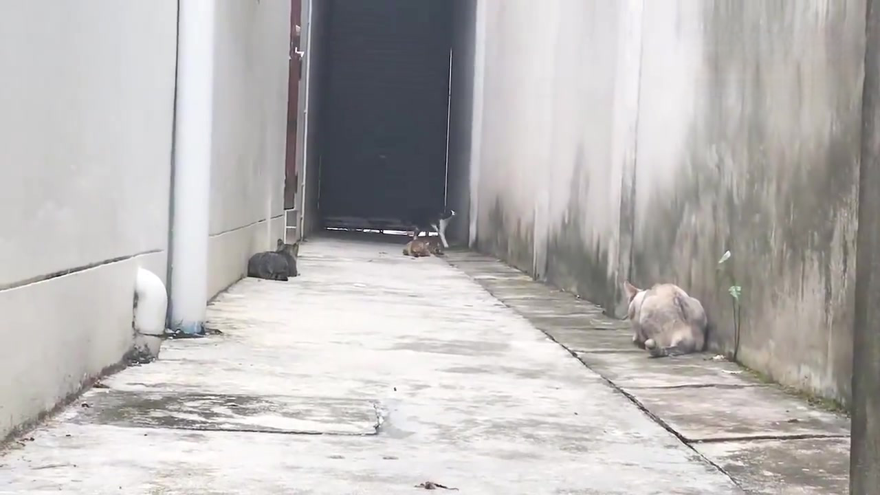 接下来请欣赏一部动作大片《武林高喵之在巷口碰到仇家》 (MONO猫弄)