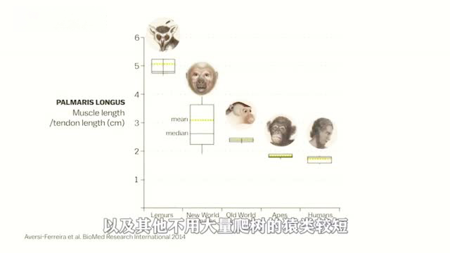 【冷知识:你身上有这些进化“残留物”吗?】手臂平放在桌面上,用大拇指触碰小拇指,稍微抬起手