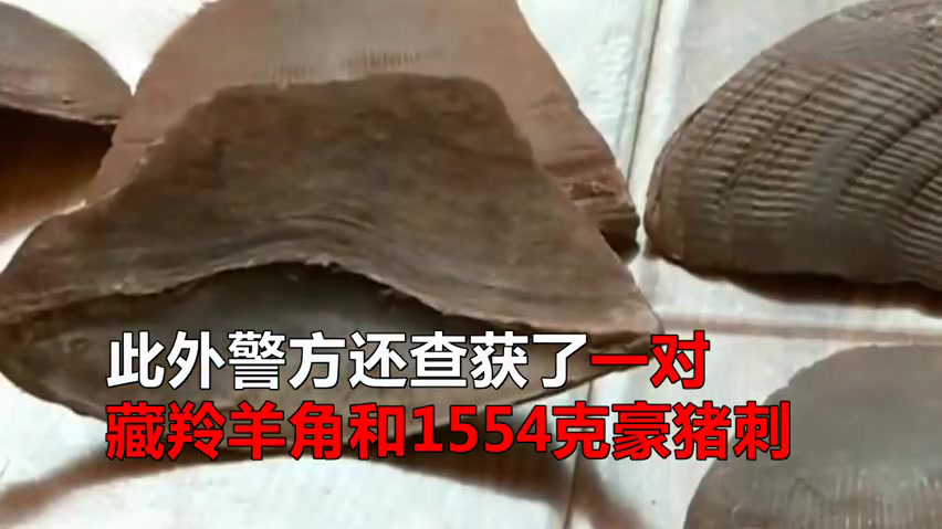 【藏羚羊角、穿山甲、豪猪刺...竟然还有人在贩卖这些野生动物】近日,云南曲靖市县两级森林公