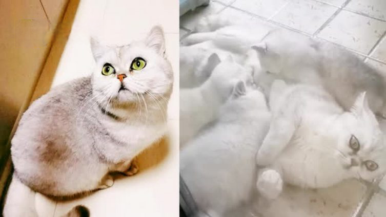 【主人一家感染新冠 猫咪独自宅家40天产崽坐月子】湖北武汉,过年前,猫咪乐乐的主人一家七口