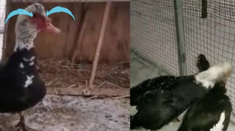 【雄番鸭失恋后绝食1周 重获“女友”瞬间兴奋】2019年春天,吉林野生动物保护站救了一只雄