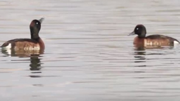 2月22日,云南保山青华海国家湿地公园第二次拍到青头潜鸭,系世界极危鸟类,全球数量仅100