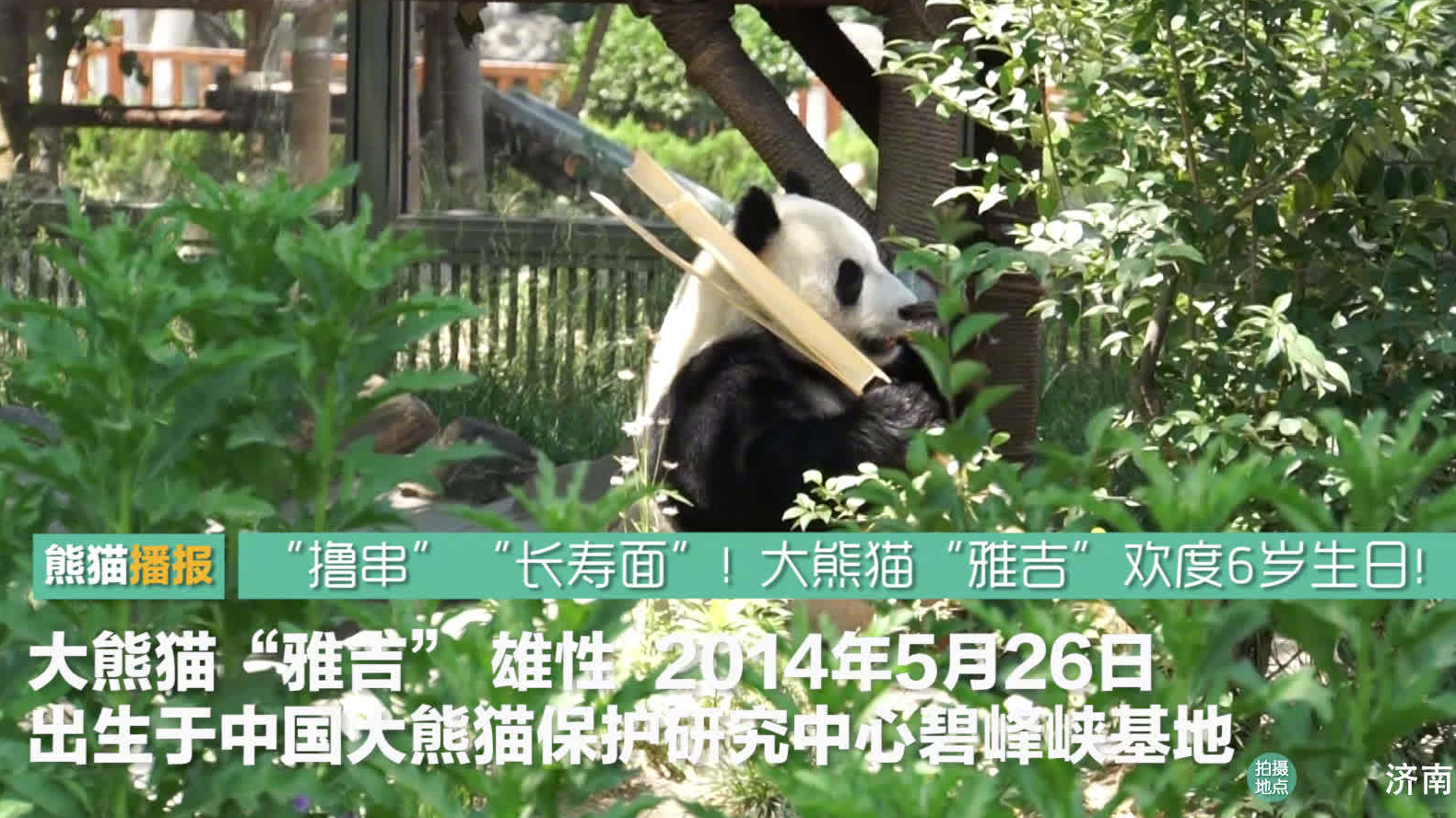 【超丰盛!大熊猫“雅吉”欢度6岁生日![生日蛋糕]】2020年5月26日,济南动物园为过生