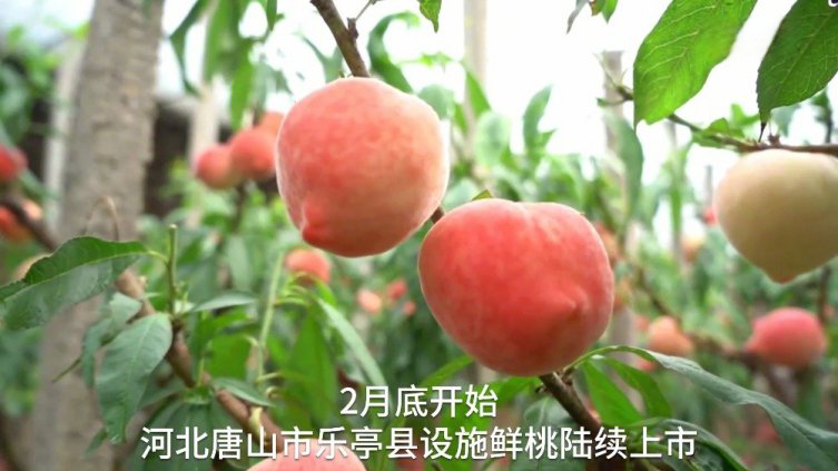 【鲜桃笑春风!冀东“错季桃”如约上市】2月底开始,河北唐山市乐亭县设施鲜桃陆续上市。为了确