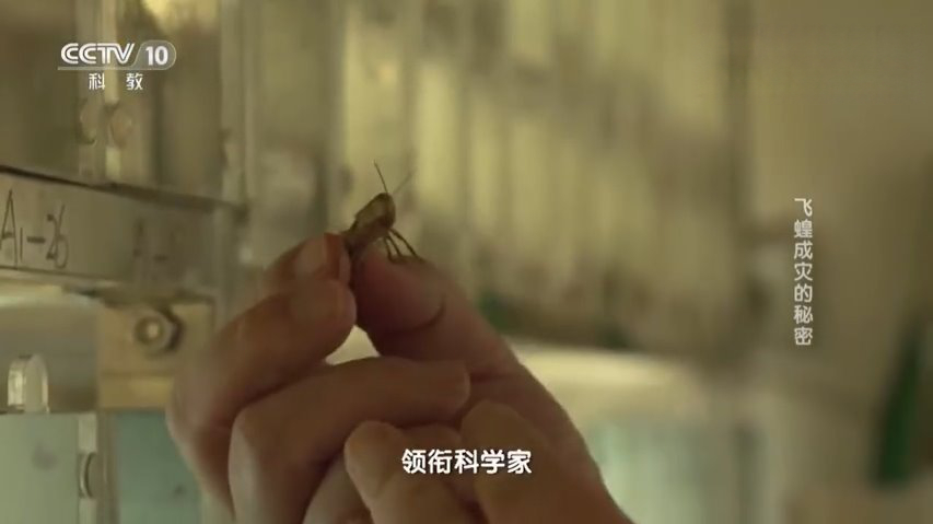 据宁波晚报报道,巴基斯坦蝗灾严重,根据巴方需求,10万由浙江绍兴“国绍1号”鸭苗组成的“鸭