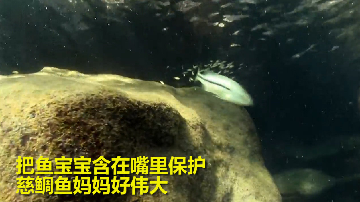 【神奇的生物——口孵鱼】这不是大鱼吃小鱼,其实这是雌性慈鲷鱼把宝宝们含在嘴里来保护它们。
