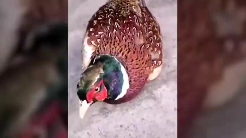  【“黄焖还是烧烤?” 贵州一男子买野味在朋友圈炫耀被行政处罚】3月4日,贵州凯里森林公安