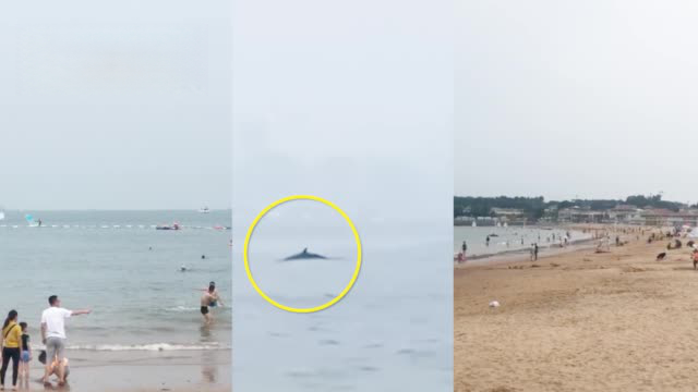 【青岛三浴近海鲸鱼出没,浴场:已检查防鲨网,安全措施完备】近日,网曝青岛三浴近海出现鲸鱼。