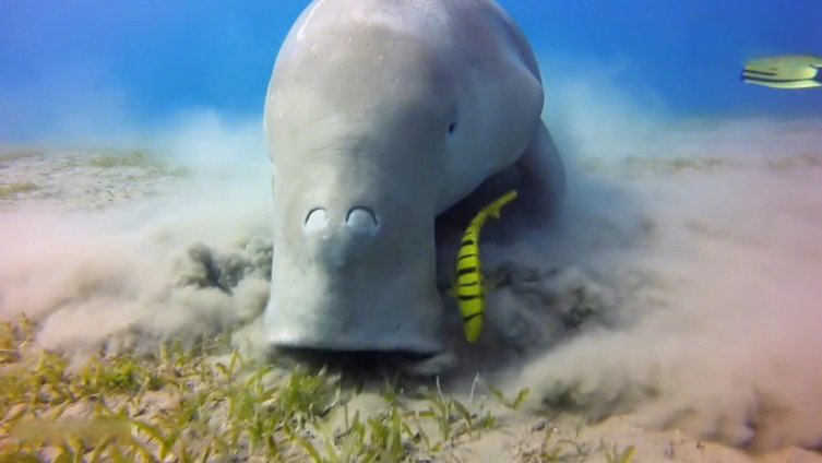 【儒艮为什么被误称为美人鱼】世界上有许多的美人鱼传说,最接近美人鱼的是海里的一种哺乳动物,