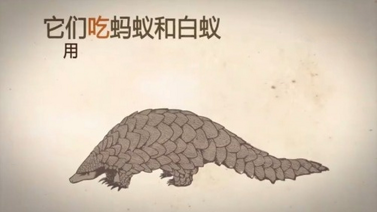【鳞片就是它们的铠甲】食用穿山甲不但不能滋补,且增大患病风险;穿山甲片主要成分和人类指甲一