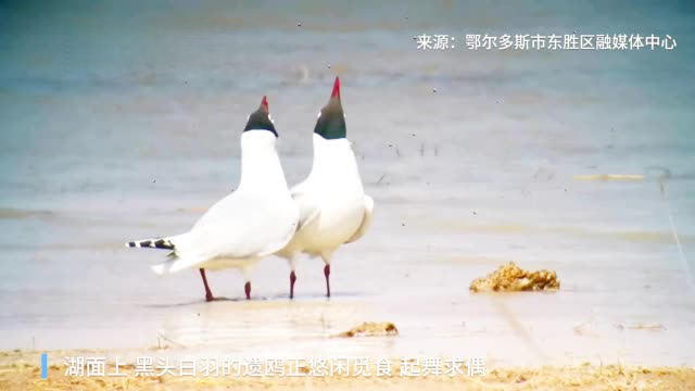 【春暖花开 #鄂尔多斯迎来大批候鸟#】近日,内蒙古鄂尔多斯遗鸥国家级自然保护区迎来1000