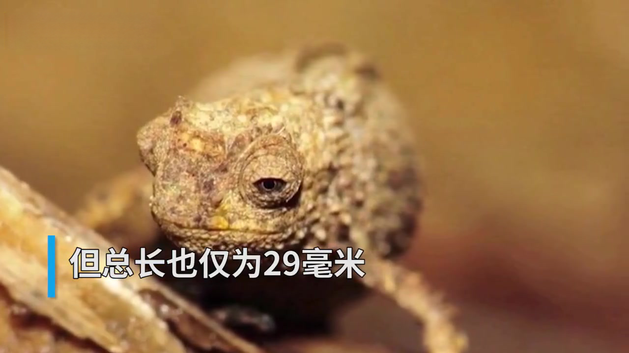 【最小爬行动物体长仅22毫米 只有瓜子大】日前,德国慕尼黑巴伐利亚国家动物园表示,他们在马