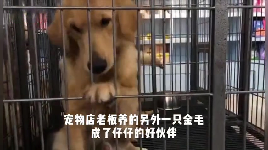#在家被迫成才的我#广州番禺有一只名叫仔仔的金毛狗狗,他的主人春节前回湖北老家至今未回仔仔