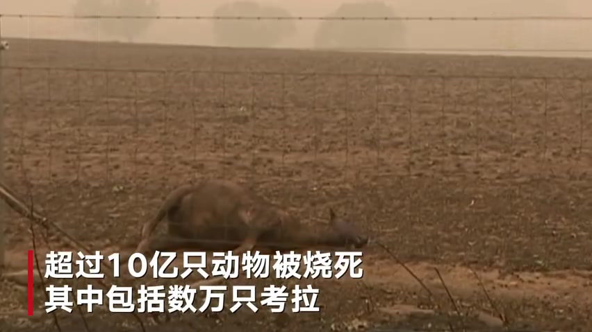 【小考拉抱住泰迪熊玩偶求安慰】2月6日,澳大利亚维多利亚州,一只小考拉刚在山火中失去了母亲