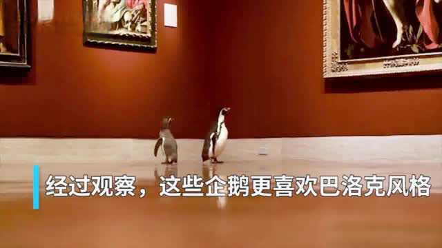 【企鹅逛美术馆喜欢巴洛克风格 印象派有点看不懂】企鹅们上博物馆感受文化疫情令全美多地封城,