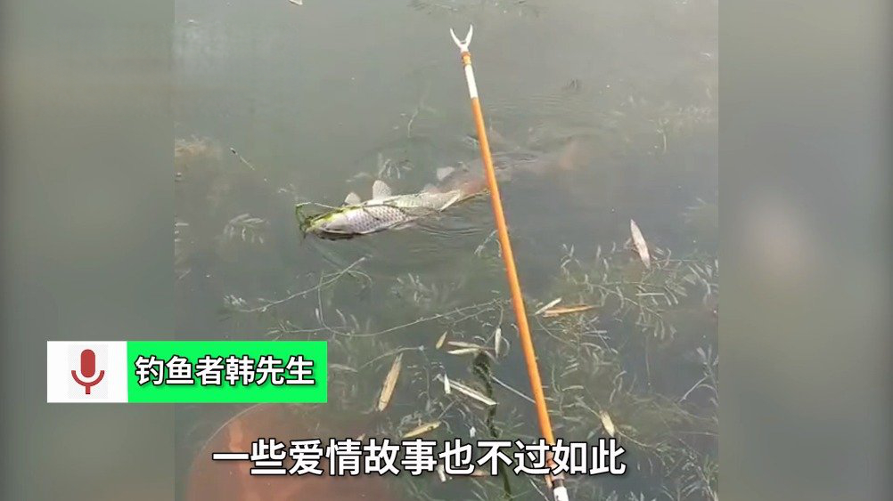 【鲤鱼上钩同伴随游不离去 钓者感动放生】11日,江苏宿迁。韩先生和朋友一起钓上一条母鲤鱼,