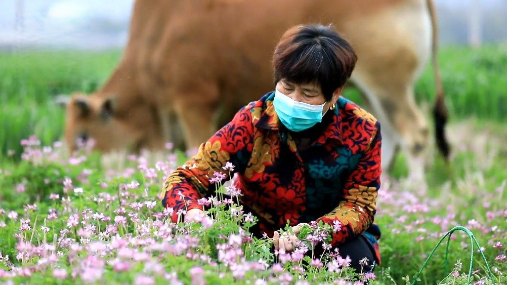 【摘草籽炒年糕,把“春天”装进胃里】春日时节,浙江宁海的田间有不少可食的野菜。其中,苜蓿是